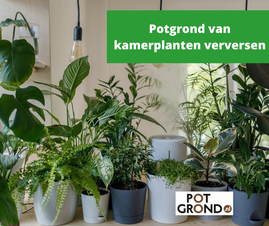 potgrond-kamerplanten-verversen