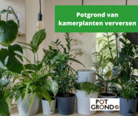 Potgrond van kamerplanten verversen; waar moet u op letten?