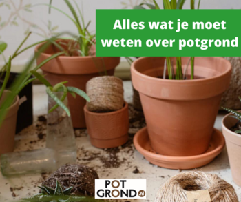 Alles wat je moet weten over potgrond